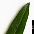 SpeciesSub: var. angustifolia
